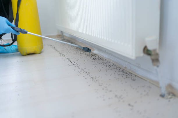 Pest Prevention Services in La Mirada, CA